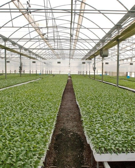 Charola Germinadora 200 Cavidades