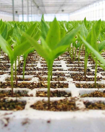 Charola Germinadora 200 Cavidades